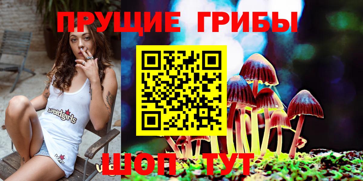 Псилоцибиновые грибы Psilocybe Клин